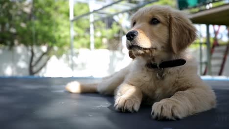 adorable lindo cachorro golden retriever relajándose afuera en un día de verano