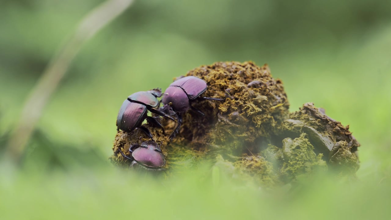 Scarabées bousiers en plein combat en gros plan en Afrique, dans le Parc National du Serengeti en Tanzanie. Insecte roulant une boule de bouse. Insectes fascinants lors d'un safari faunique africain. Prise de vue en contre-plongée au sol.