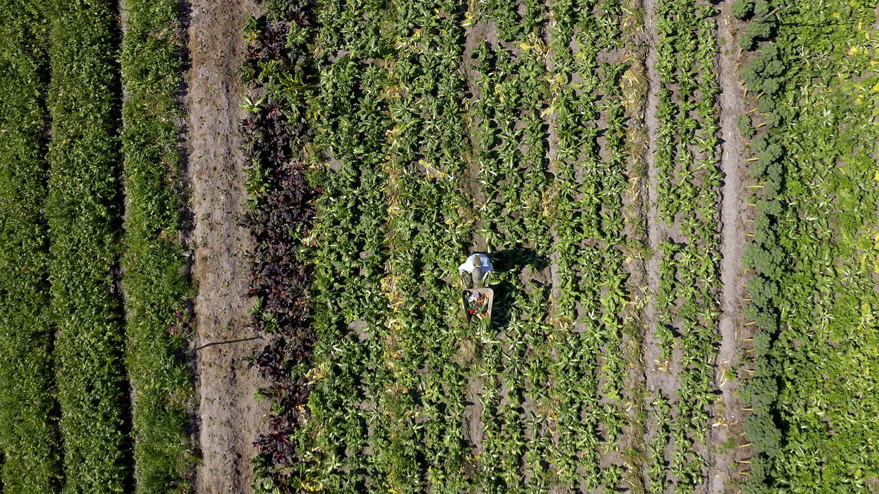 The first of this season's harvest