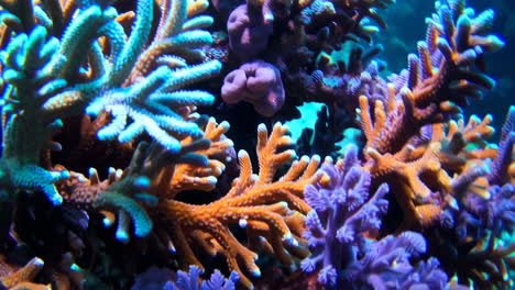 el vibrante arrecife de coral bajo el agua