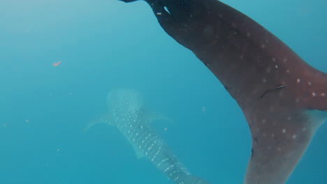 cinematic slow motion shot of the fin of a whale shark with a second one swimming in the background in clear blue waters in 4k, 120 fps, slomo