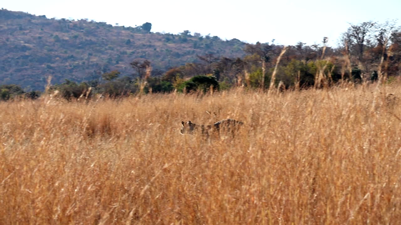 Two lionesses run through tall dry grass after their prey, slow motion tracking