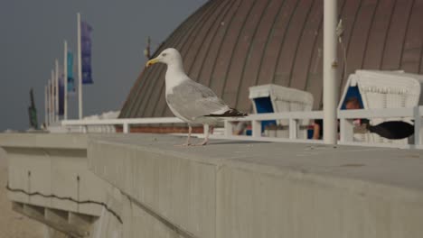 Möwe,-Die-Auf-Einer-Mauer-Läuft-Und-Den-Strand-Und-Das-Meer-Während-Der-Abendsonne-Mit-Fahnen-Im-Hintergrund-Beobachtet