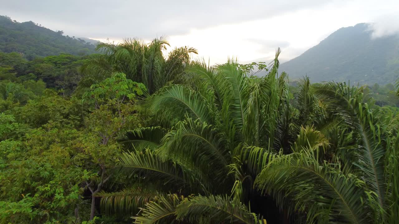 vuelo aéreo bajo a lo largo de las hojas de palma del dosel, región caribeña de colombia, américa del sur