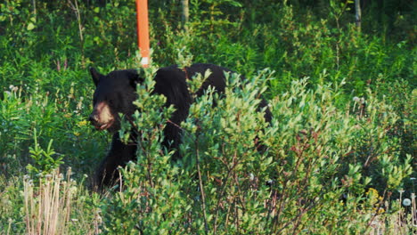 american black bear walking through grass at kluane national park in yukon territory, canada