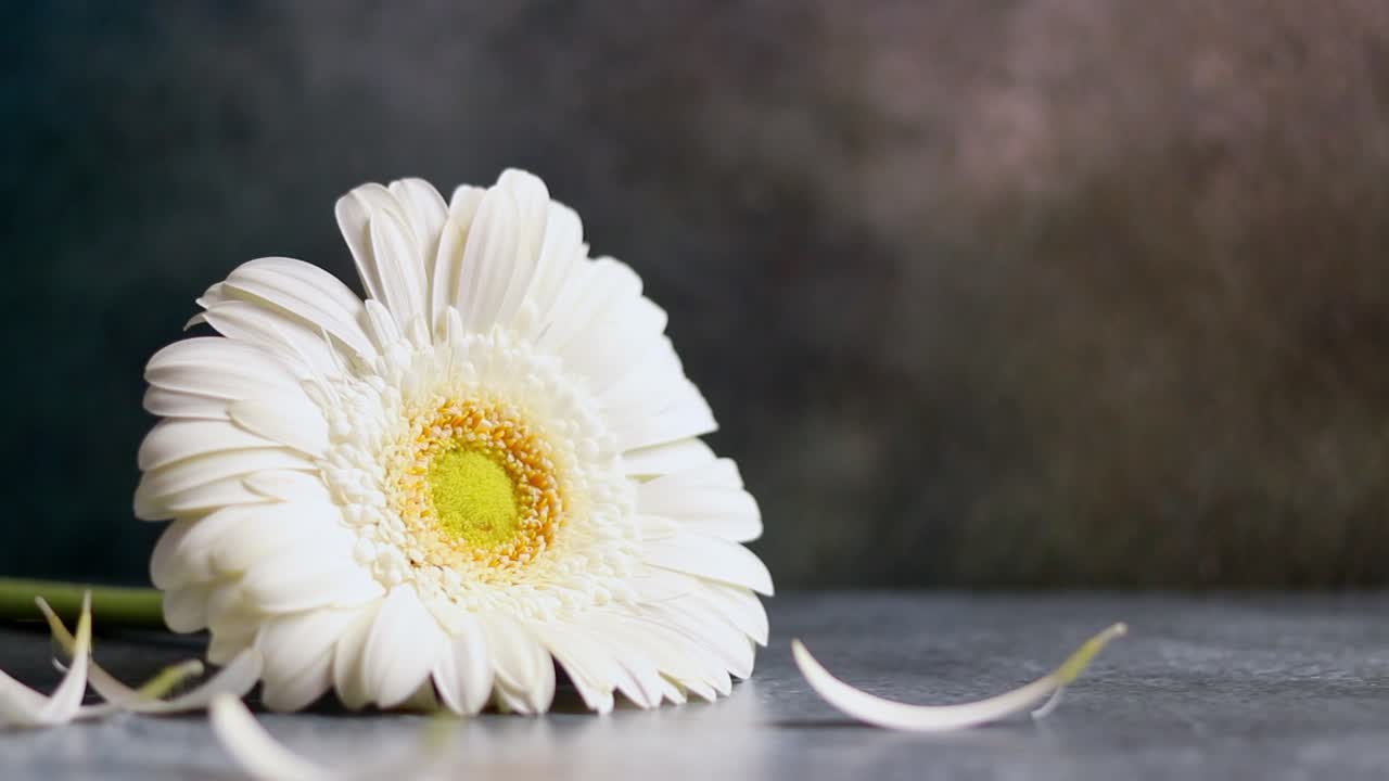 Petali di margherita gerbera bianca che cadono su sfondo scuro