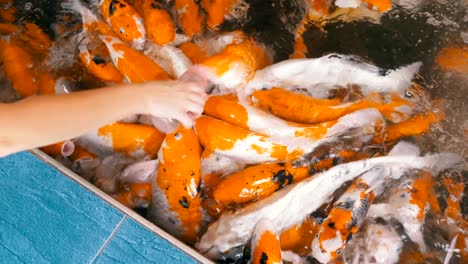 feeding colorful japanese red carp from a bottle with a pacifier. thailand