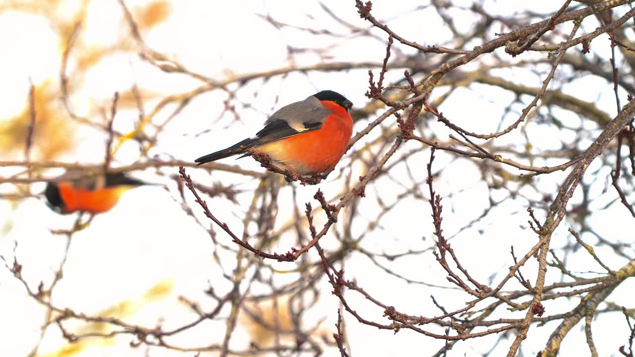 eurasian bullfinches pájaros machos y hembras comiendo brotes de hojas posados en ramas de árboles sin hojas en invierno -