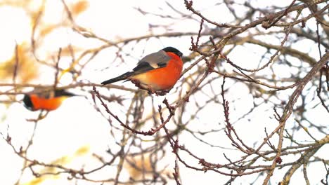 Eurasische-Dompfaffen,-Männliche-Und-Weibliche-Vögel,-Die-Im-Winter-Blattknospen-Fressen-Und-Auf-Einem-Blattlosen-Baumzweig-Sitzen--