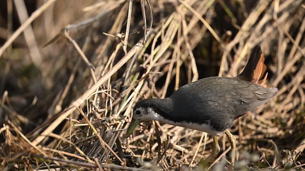 Una sorprendente gallinella d'acqua dal petto bianco si muove con cautela tra le canne, il suo viso di un bianco brillante che contrasta con le sue piume scure