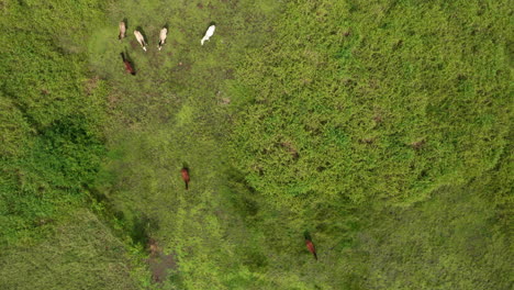 top down aerial of wild horses in cahuita park standing in green field