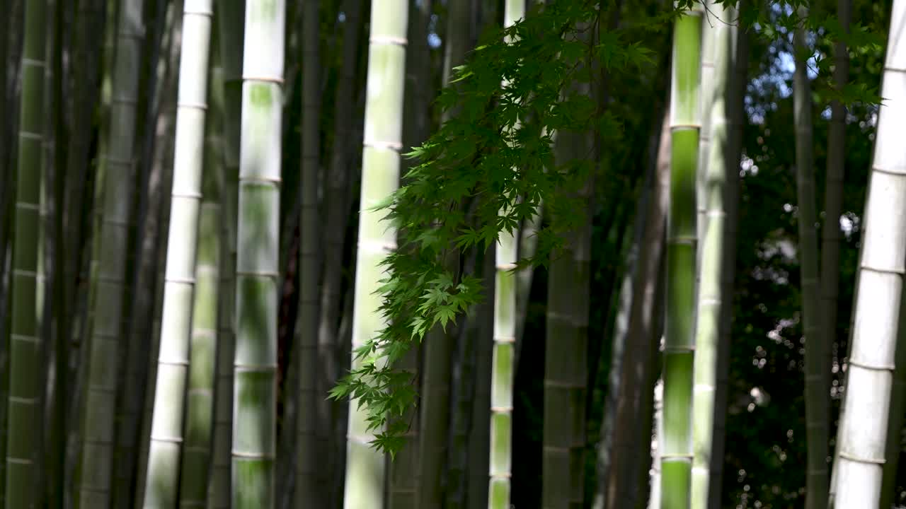New tree sprouting from branch inside bamboo forest