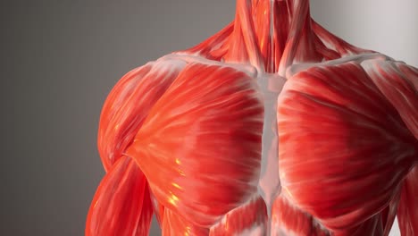 3d animation of human muscular system anatomy