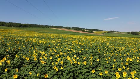 Sunflowers-place-in-a-drone-caption-of-cinemac-place