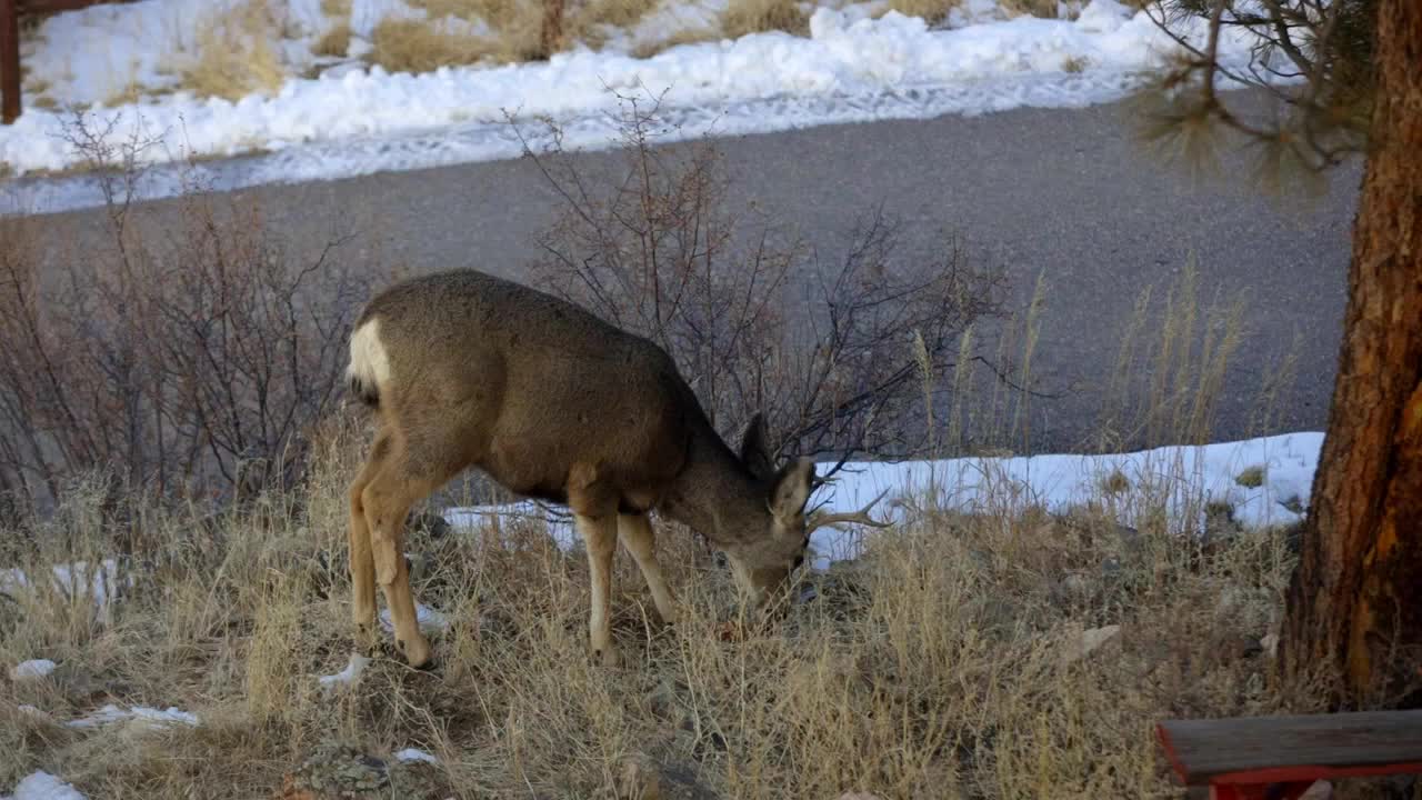 venado bura comiendo junto a una carretera en colorado durante el invierno