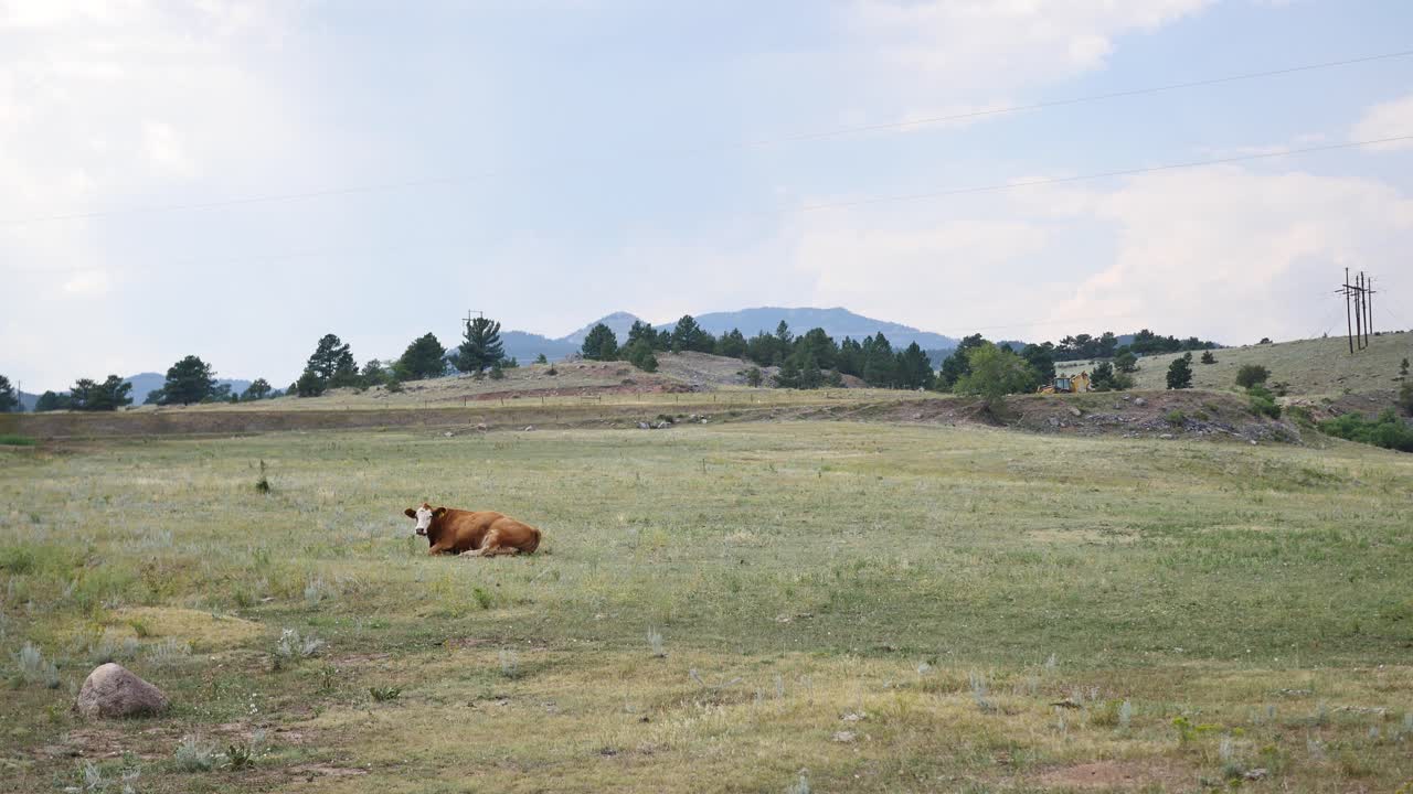 Una mucca che si rilassa in un campo in Colorado