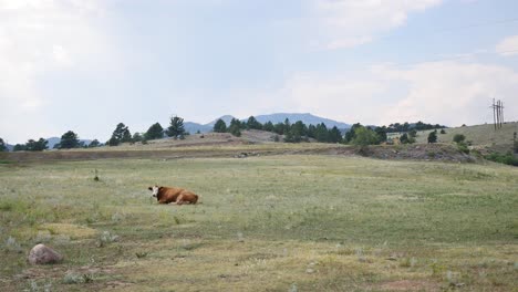 a single cow relaxing in a field in colorado