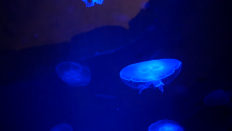 glowing jellyfish floating in dark blue water, their translucent forms softly illuminated. the scene captures the ethereal beauty of the jellyfish as they drift through the deep ocean