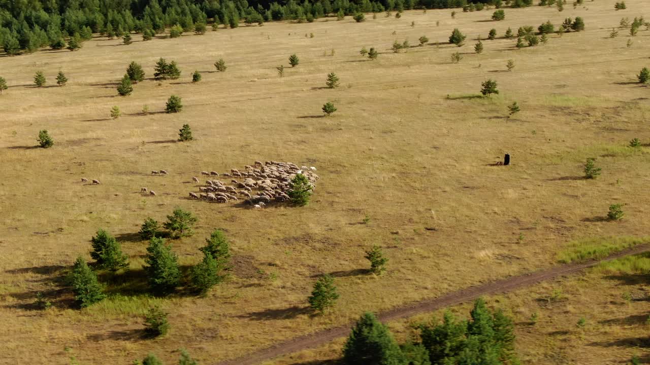 큰 평야에서 양이 먹고, 목자가 개와 함께 고, 아름다운 풍경, 평야에서 가축 목초지, 카메라의 원형 움직임, 4k, 10bit, prores
