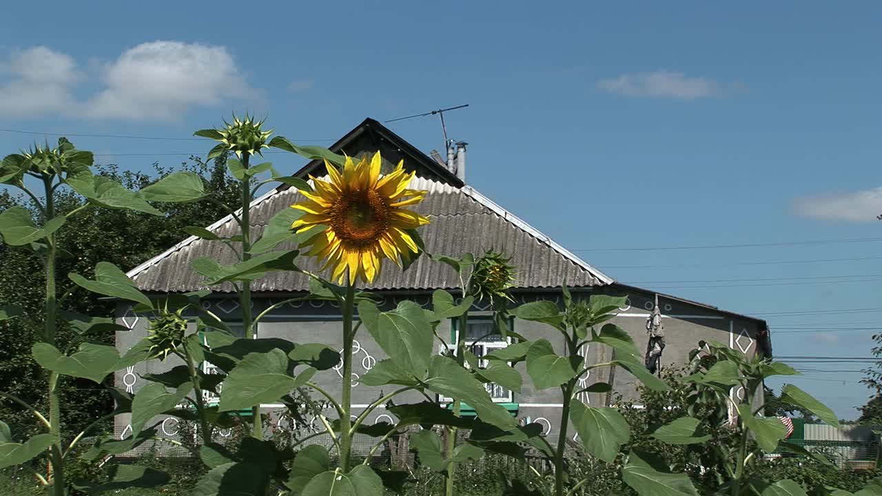 옛 우크라이나 의 시골 집 에  ⁇ 꽃 과 푸른 하늘 이 배경 에 있다