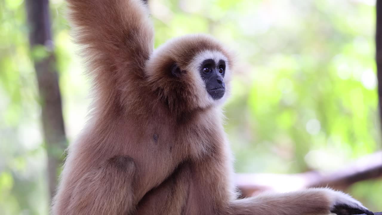 gibón en su hábitat natural en el zoológico de chonburi