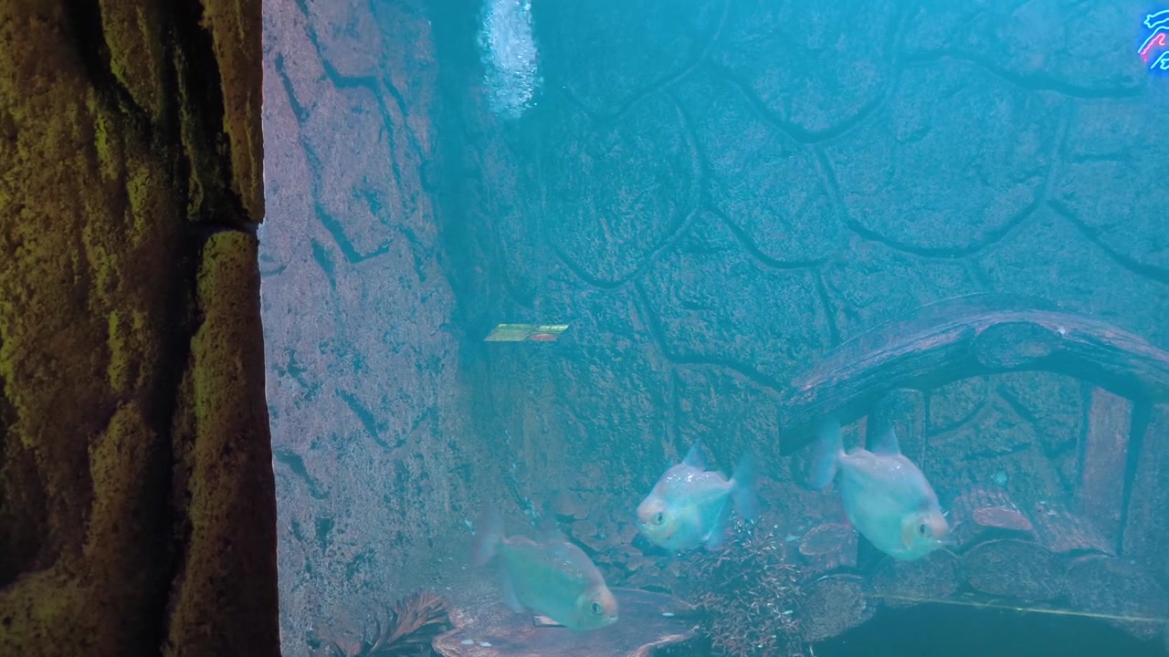 水槽で泳ぐ銀色の魚の群れ