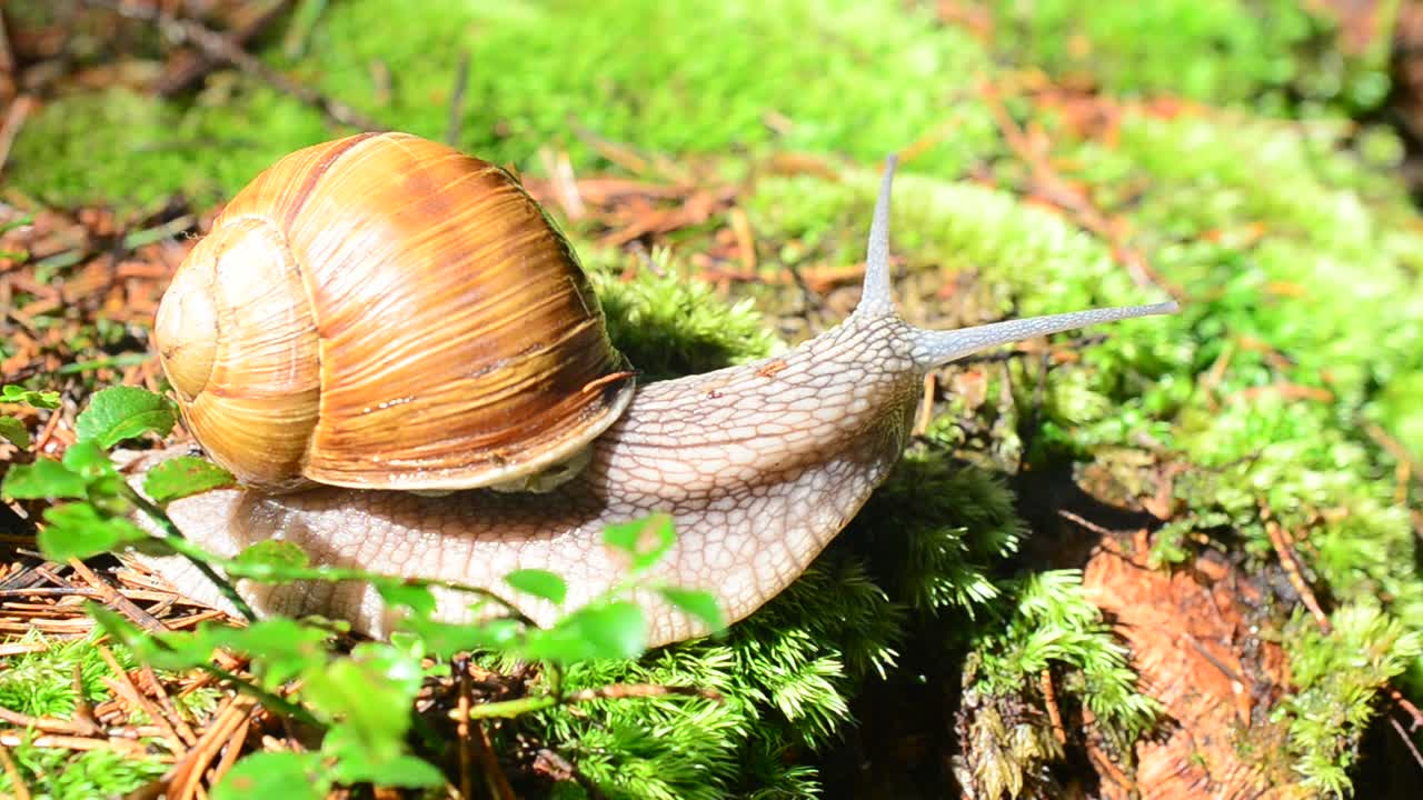 Lumaca nel bosco. Riprese di lumache