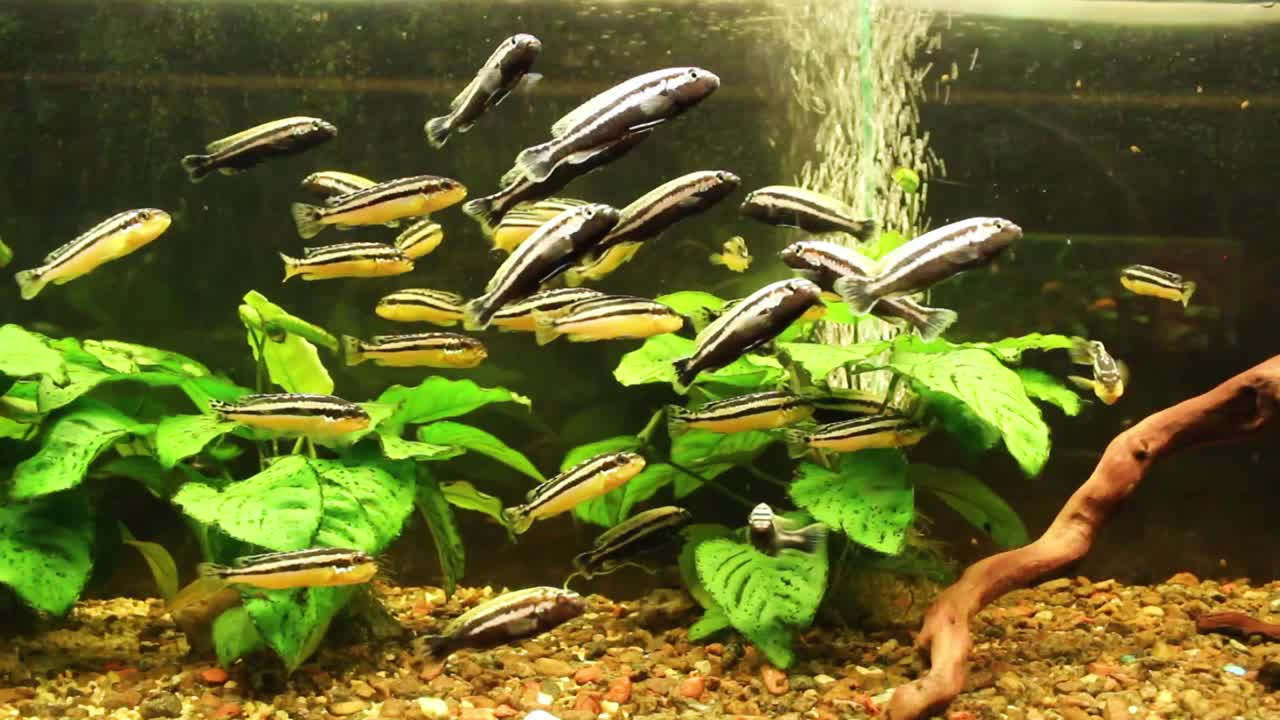 peces nadando en el acuario