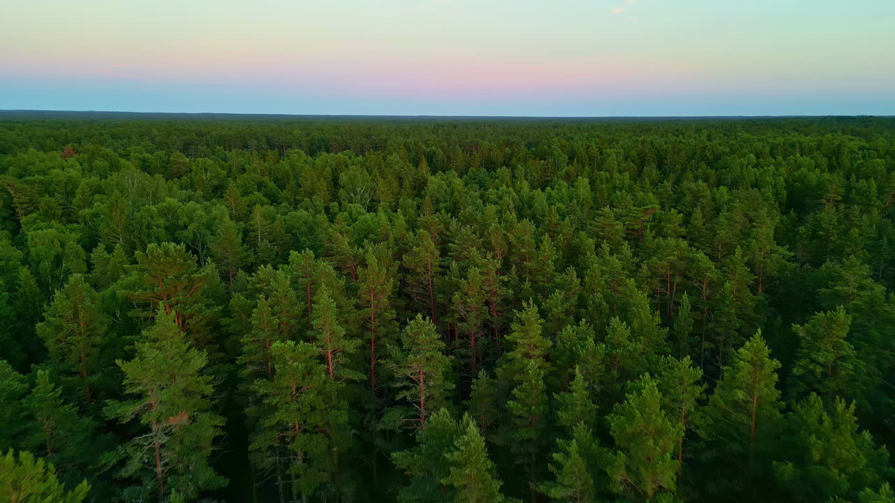 Aerial view of a vast green forest at sunset