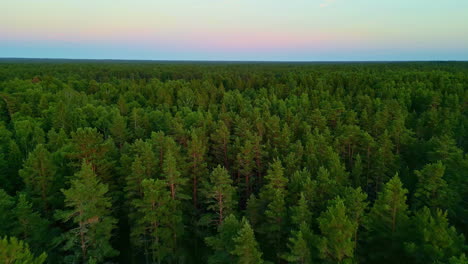 aerial view of a vast green forest at sunset