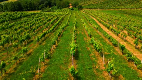 aerial 4k drone footage of vineyards in prlekija region in slovenia