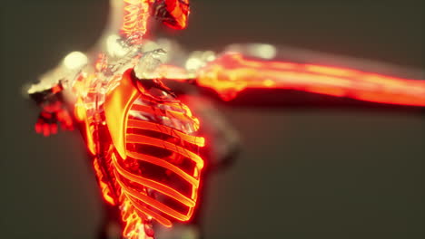 Human-skeleton-bones-and-joints-medical-scan
