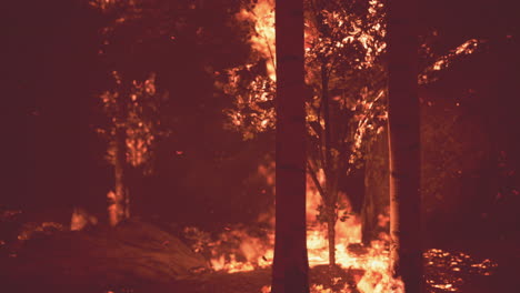 Waldbrand-Verbrennt-Boden-Im-Wald