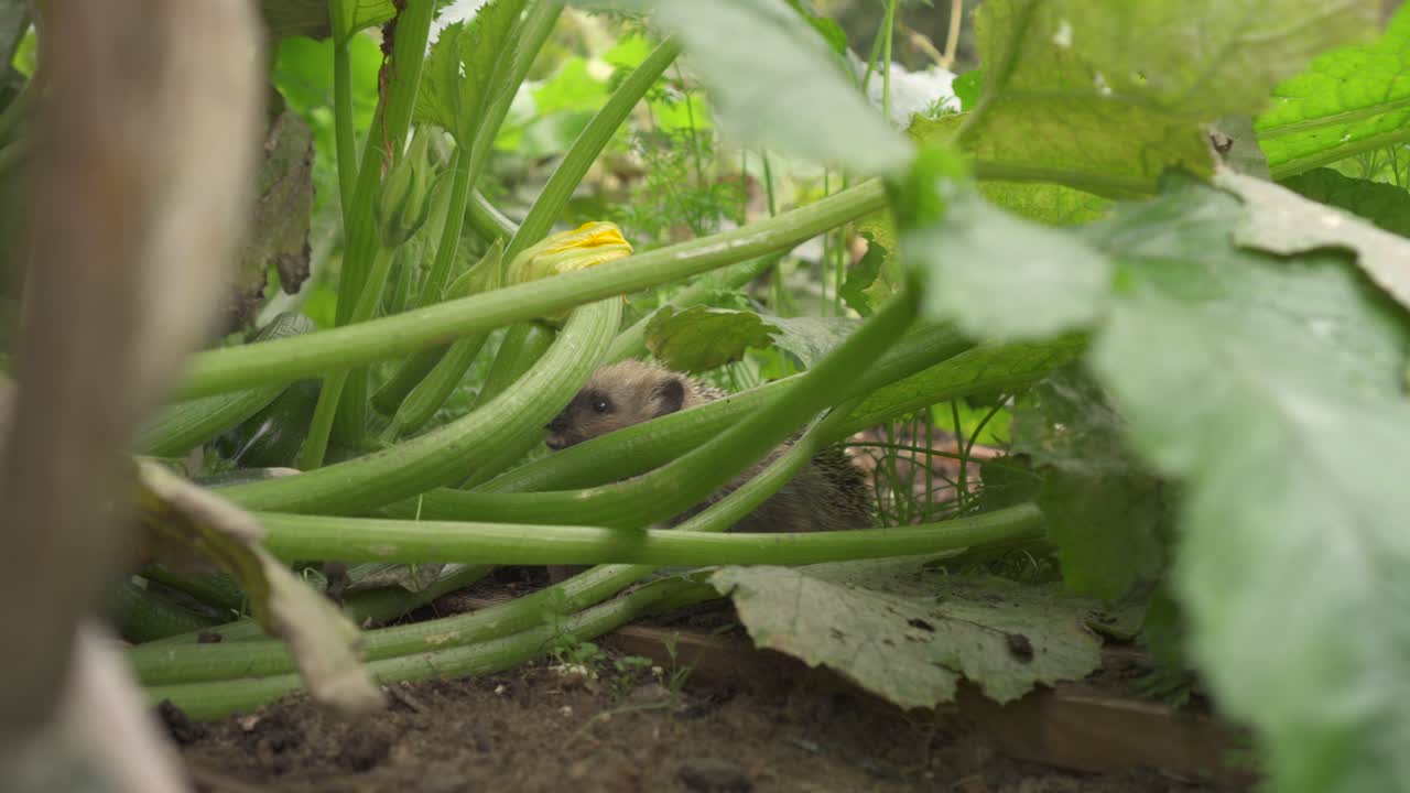 정원에서 유럽 고슴도치 냄새 애호박이나 호박 꽃 - 가까이