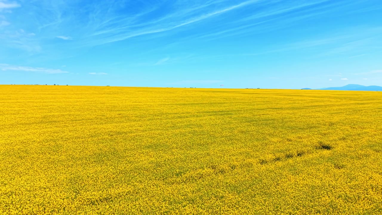 薄い雲が浮かぶ明るい青空の下、地平線まで広がる広大な黄色の菜の花畑の俯瞰図。