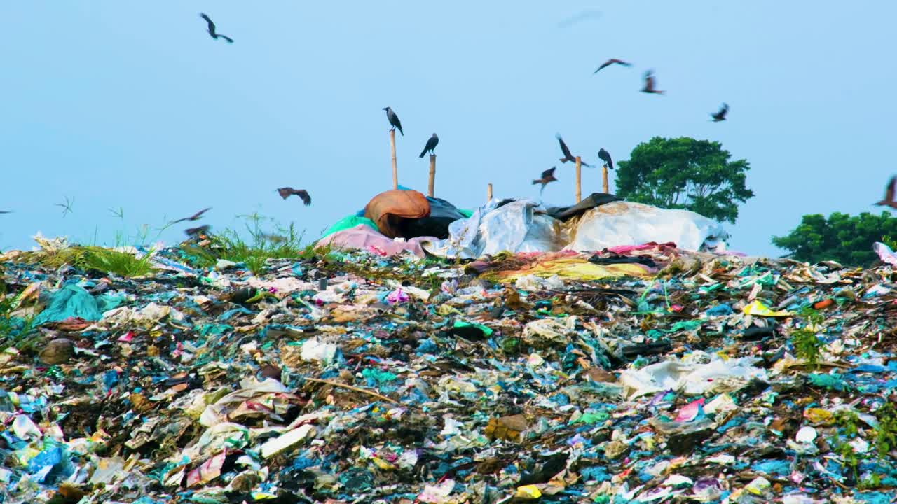 인간의  ⁇ 꺼기 중에서 먹이를 찾는 야생동물