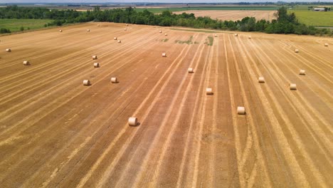 wide open hayfield after harvest with round straw bales