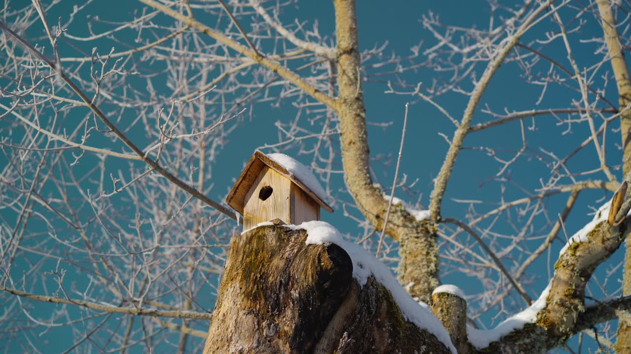 Wooden birdhouse on a tree branch in a sunny snow covered winter day. Looking up to an empty birdcage on a tree.
