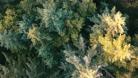 drones eye view flying over the forest looking down