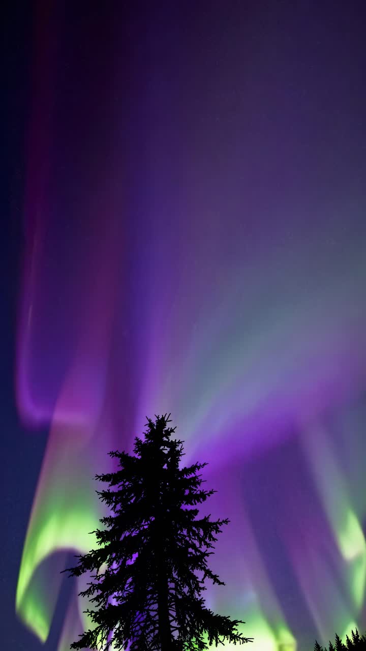 A mesmerizing upward angle captures the vibrant aurora borealis over a silhouetted tree