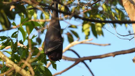 Schlafender-Flughund,-Auch-Bekannt-Als-Flying-Fox,-Schläft-An-Einem-Windigen-Tag-In-Einem-Baum