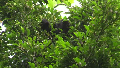A-black-Howler-monkey-hidden-behind-a-bush-and-eating-leaves---Mid-shot