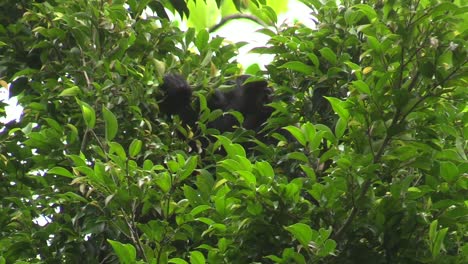 un mono aullador negro escondido detrás de un arbusto y comiendo hojas - plano medio