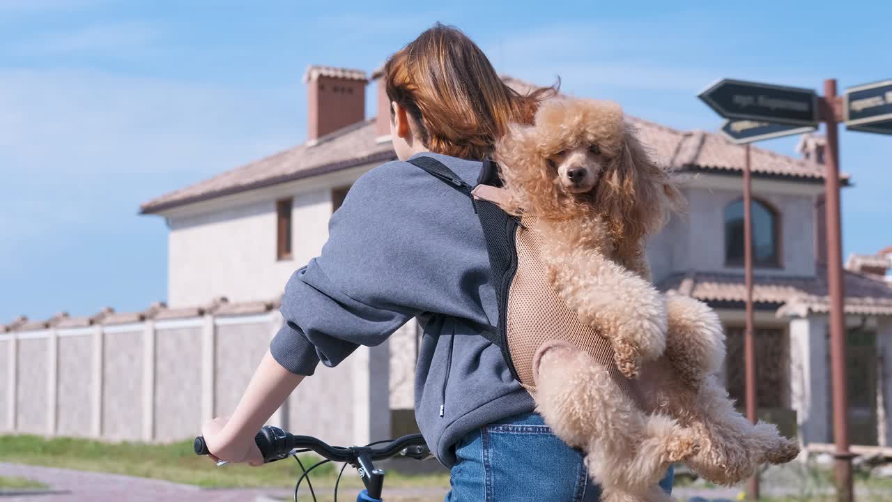 개는 동물이 배을 들고 여행하는 것을 정말 좋아합니다.