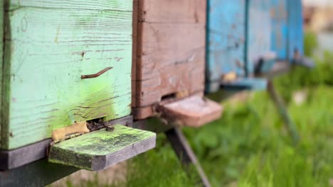 Beehive-entrance-with-working-bees-activity-at-sunset