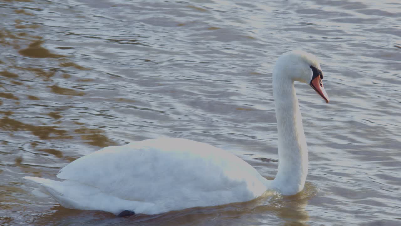 pájaro cisne blanco animal en el río lago