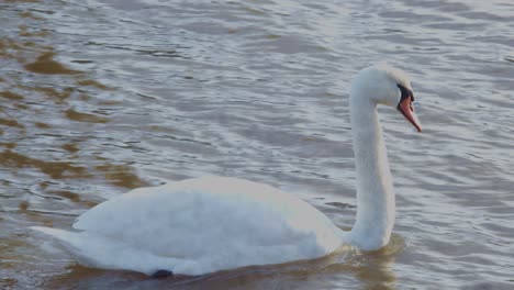 white swan bird animal on the lake river