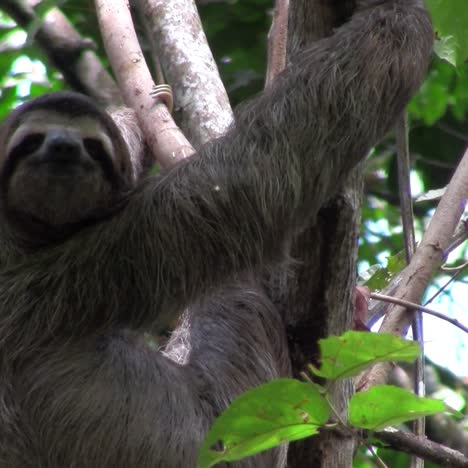 a sloth eats in a tree 1