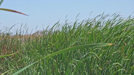 Log-green-grass-blowing-in-the-wind-close-up