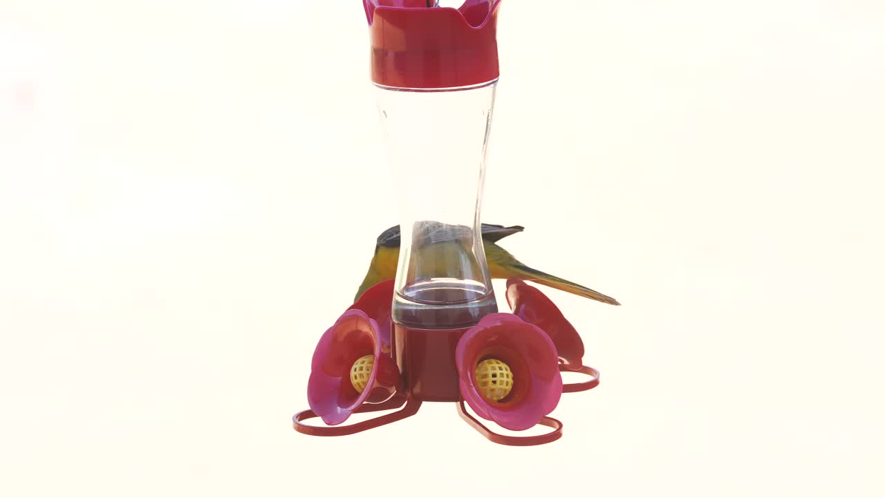 벌새 모이통에서 설탕 물을 마시는 성인 남성 황소의 꾀꼬리 - 흰색 배경